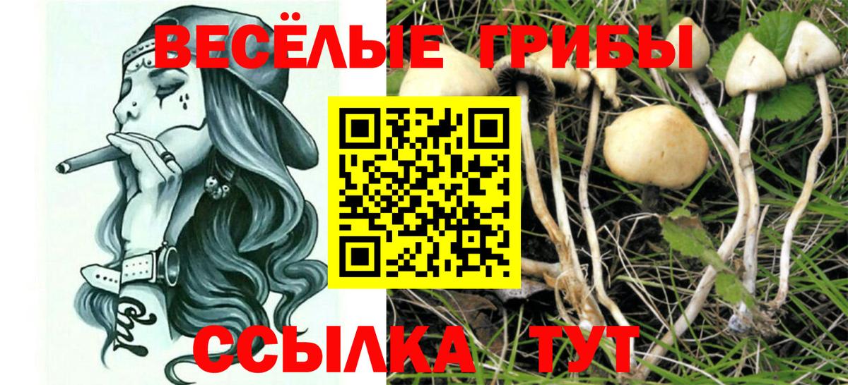 Курчатов  Галлюциногенные грибы GOLDEN TEACHER  Вход с VPN  Галлюциногенные грибы Cubensis 